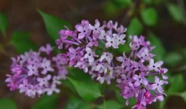 丁香在线观看,探索医学领域的知识宝库